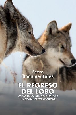 Somos documentales - El regreso del lobo. Cómo ha cambiado el Parque  Nacional - Documental en RTVE