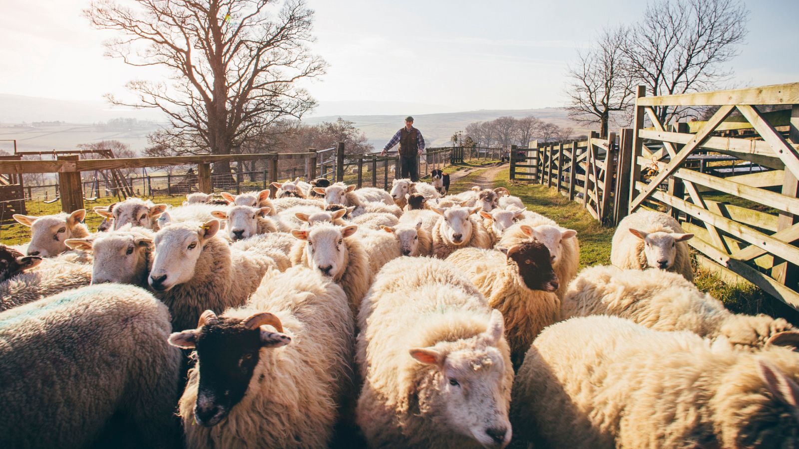 El pastoreo, un duro oficio de 365 días al año
