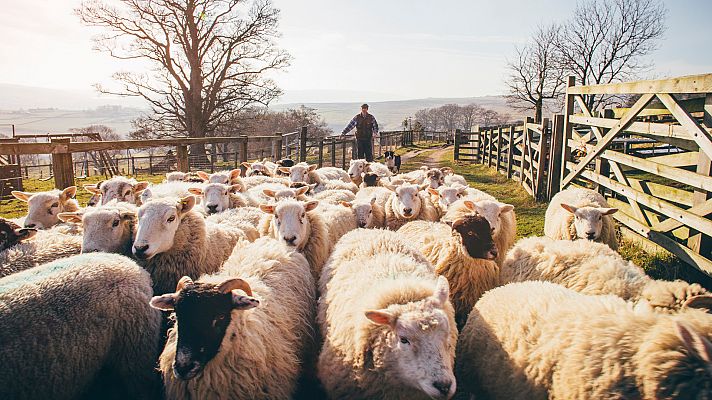 Un oficio de 365 días al año: así trabajan los pastores
