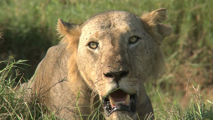 Supervivientes de las planicies: Los leones de Tsavo