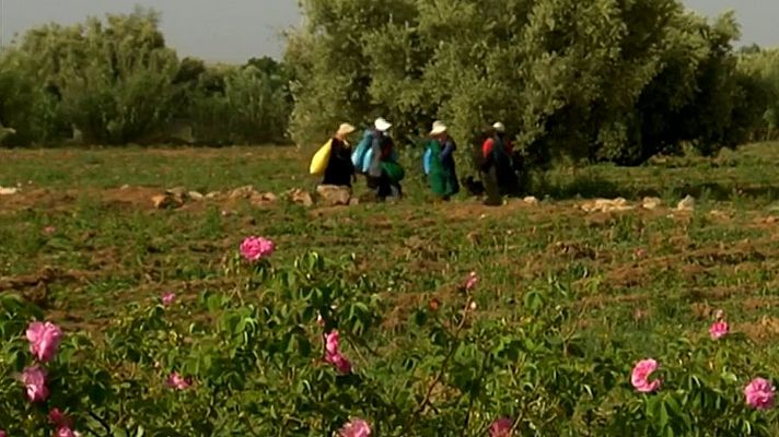 Así se recoge la rosa de Damasco en Marruecos