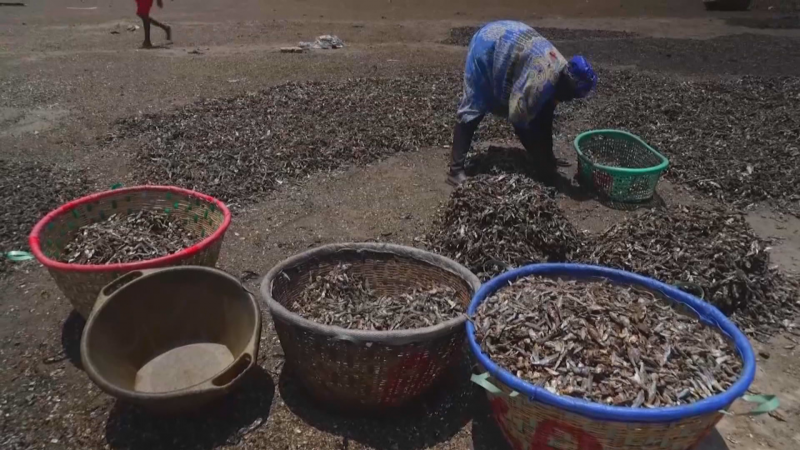 Las procesadoras de pescado de Senegal: mujeres resilientes