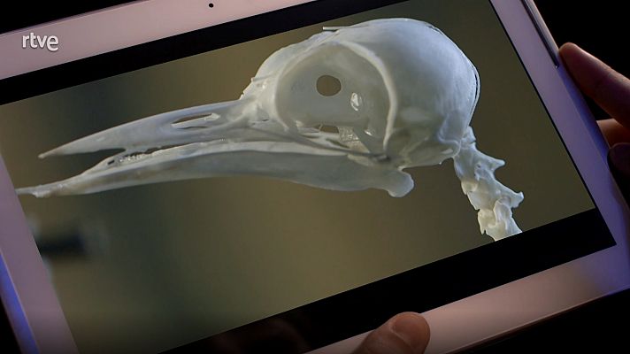 ¡Qué animal! - Selva de Irati (Navarra)