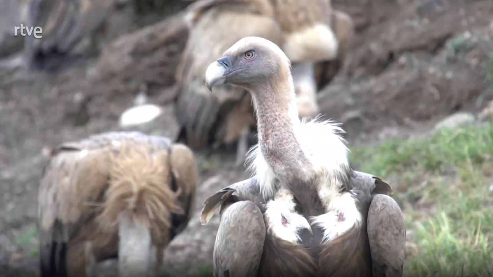 ¡Qué animal! - Picos de Europa