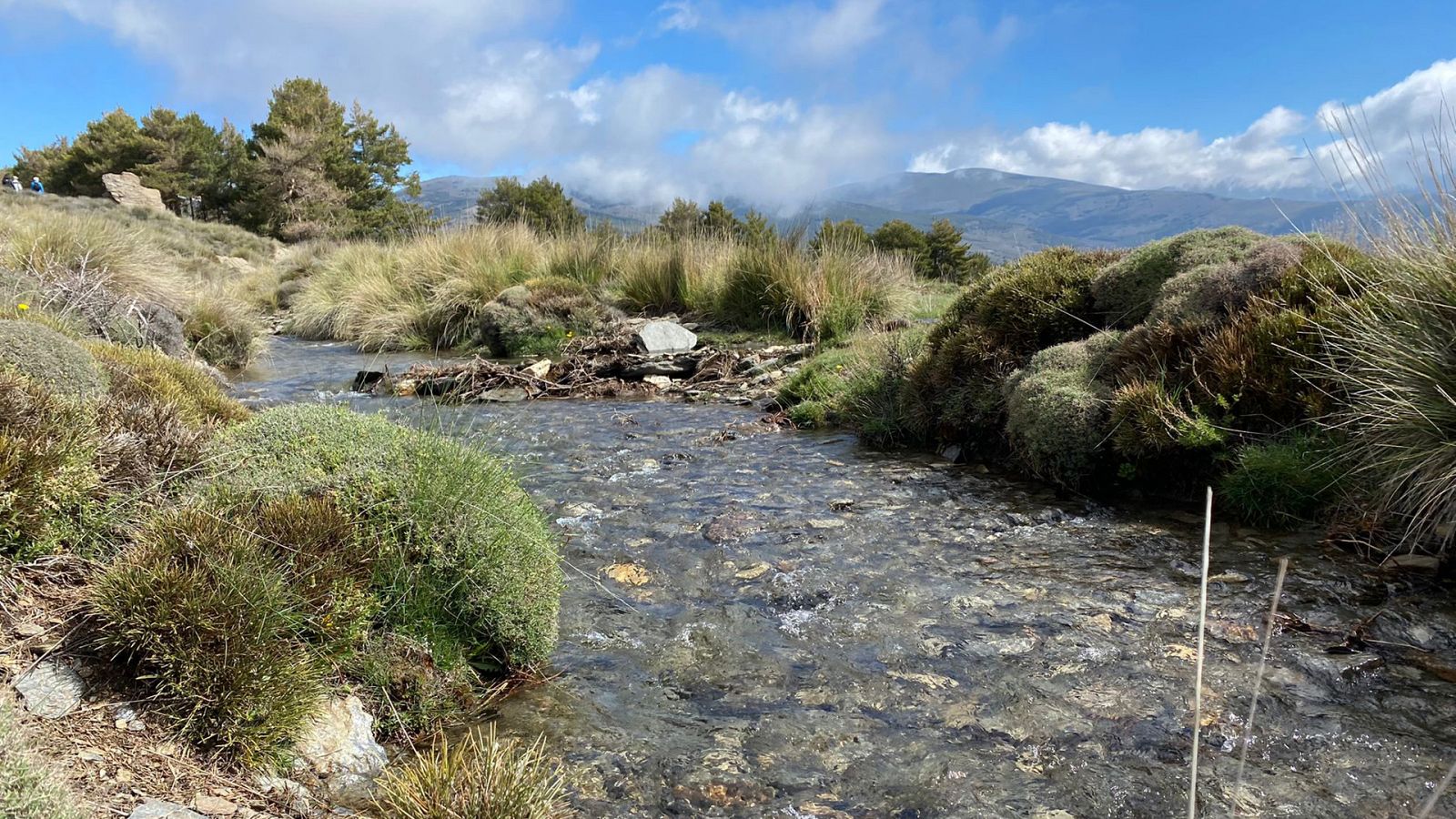 El escarabajo verde - Sembrando agua - ver ahora