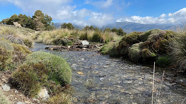 El escarabajo verde - Sembrando agua
