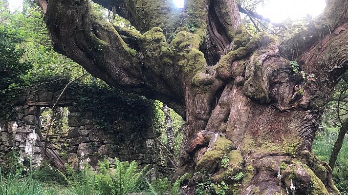 Cañón del Sil y Foxo de lobo (Ourense)