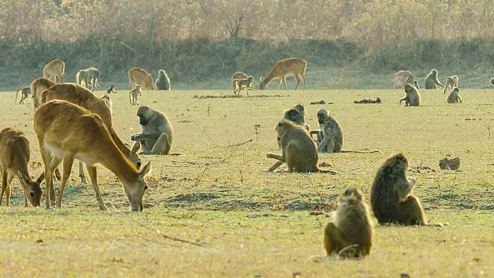 Zambia indómita - Vivir al límite