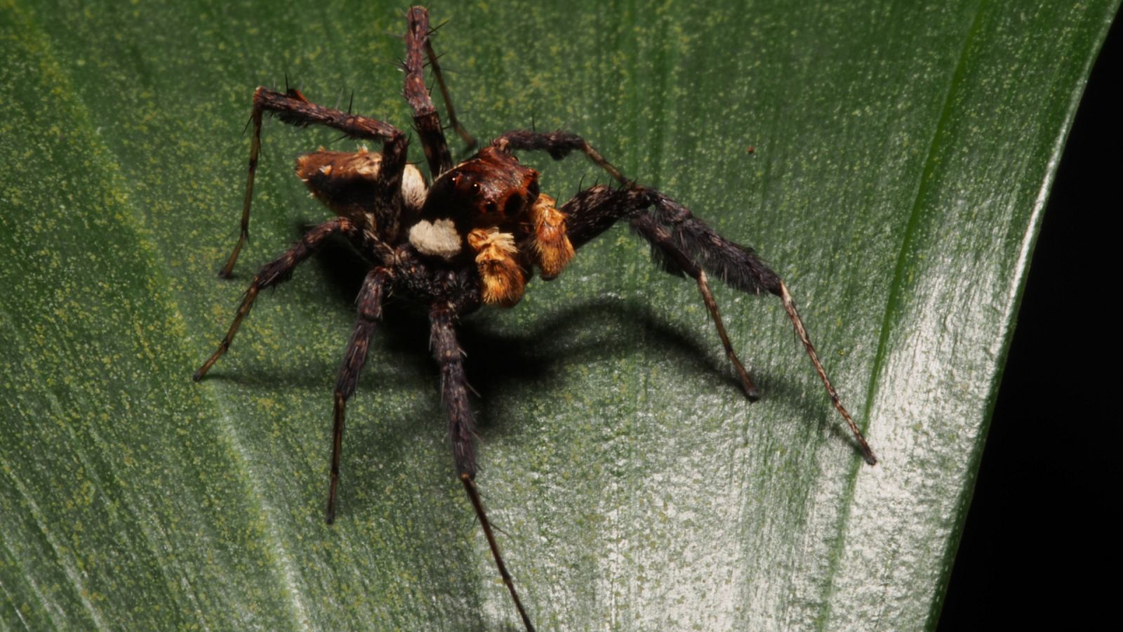 La carrera de la vida - La carrera a ras de suelo - ver ahora