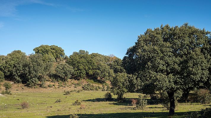 El bosque domado. Encinares ibéricos