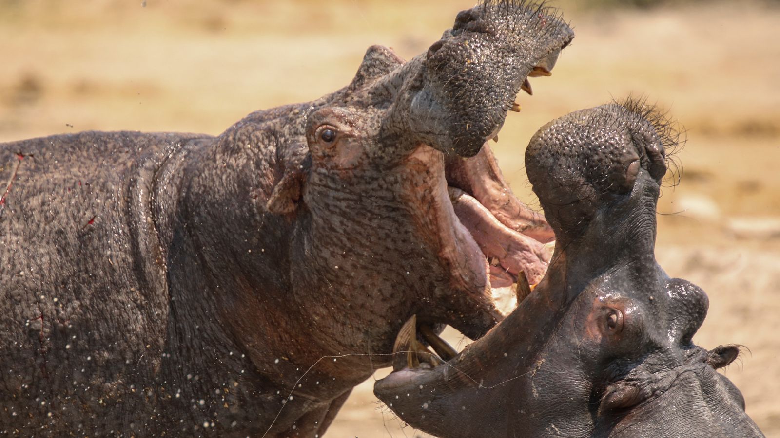 Somos documentales - Natural World: Hipopótamos, los gigantes de los ríos - Documental en RTVE