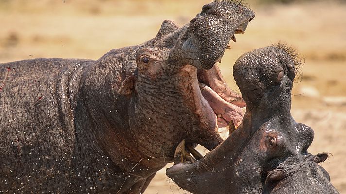 Natural World: Hipopótamos, los gigantes de los ríos