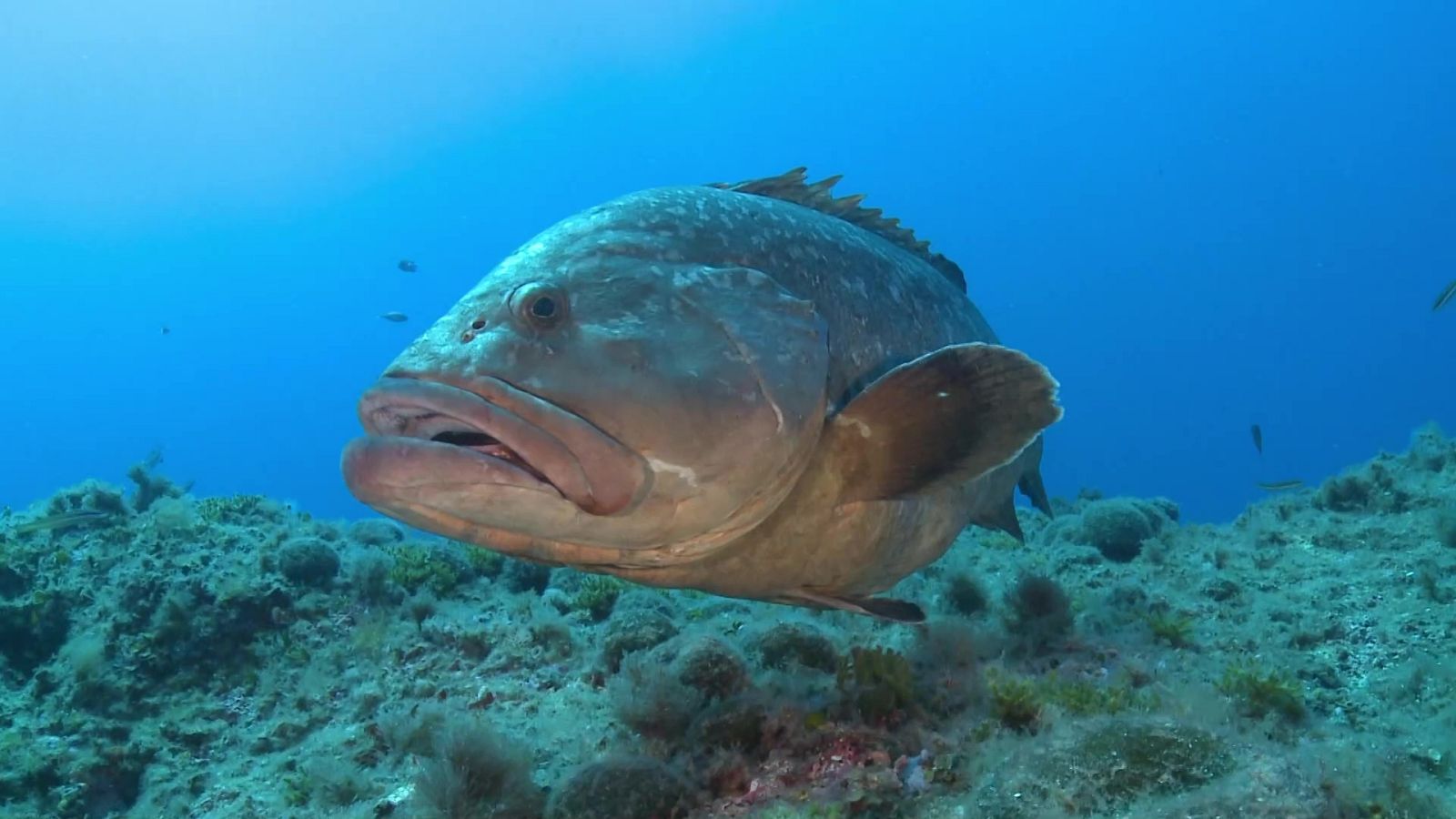 ¡Qué animal! - Islas Medas (L'Estartit, Girona) - ver ahora