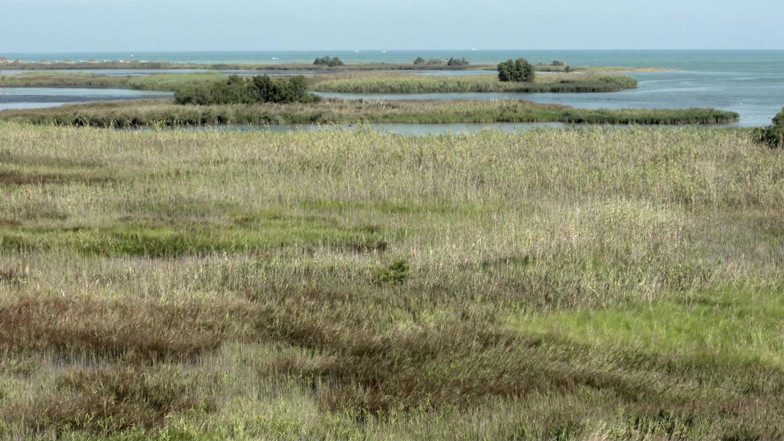 ¡Qué animal! - Delta del Ebro (Tarragona)