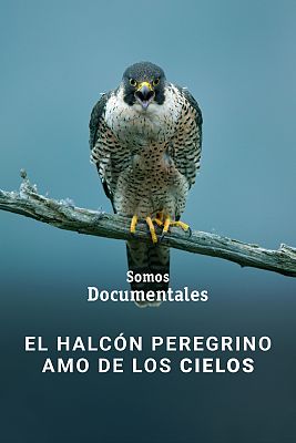 El halcón peregrino: Amo de los cielos