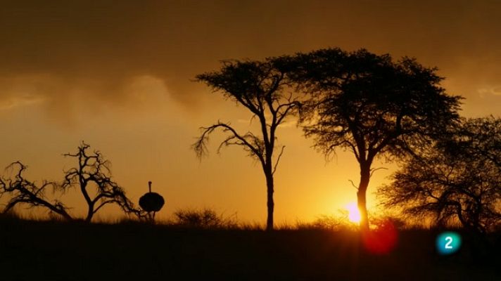 Especials en català - Meravelles de l'Àfrica (cada dia és una aventura)
