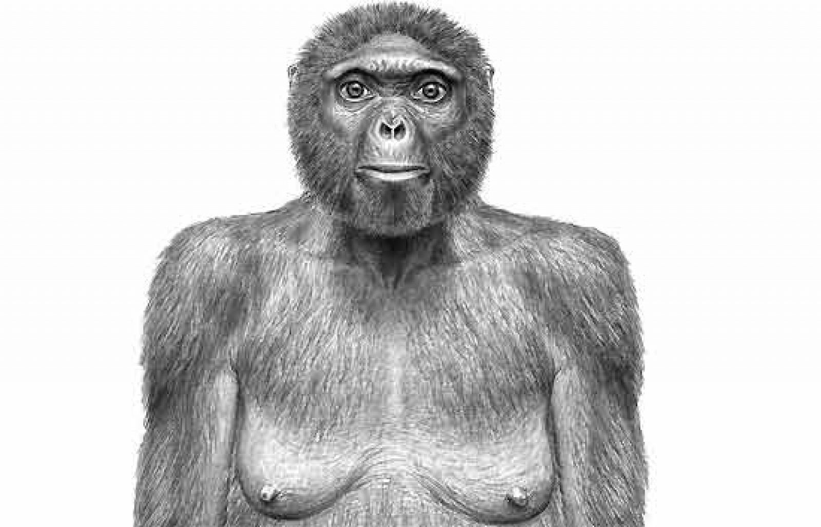 Así andaba 'Ardi' hace más de 4 millones de años.  Su esqueleto prueba los diferentes caminos evolutivos de humanos y chimpancés.
