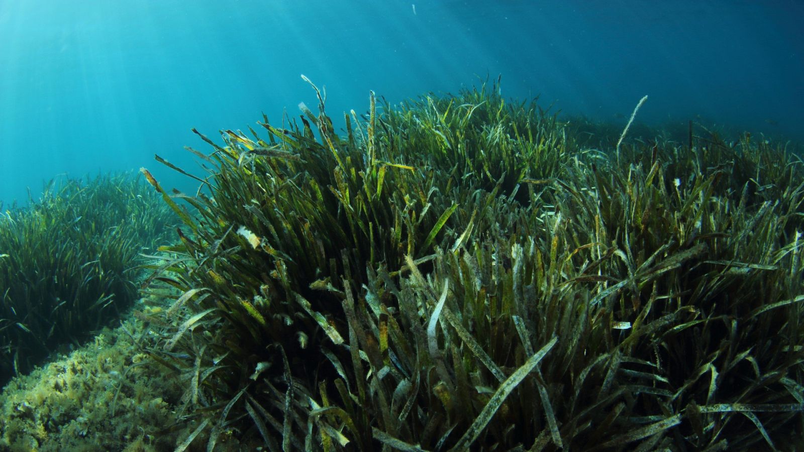 La subida de la temperatura del Mediterráneo amenaza la posidonia