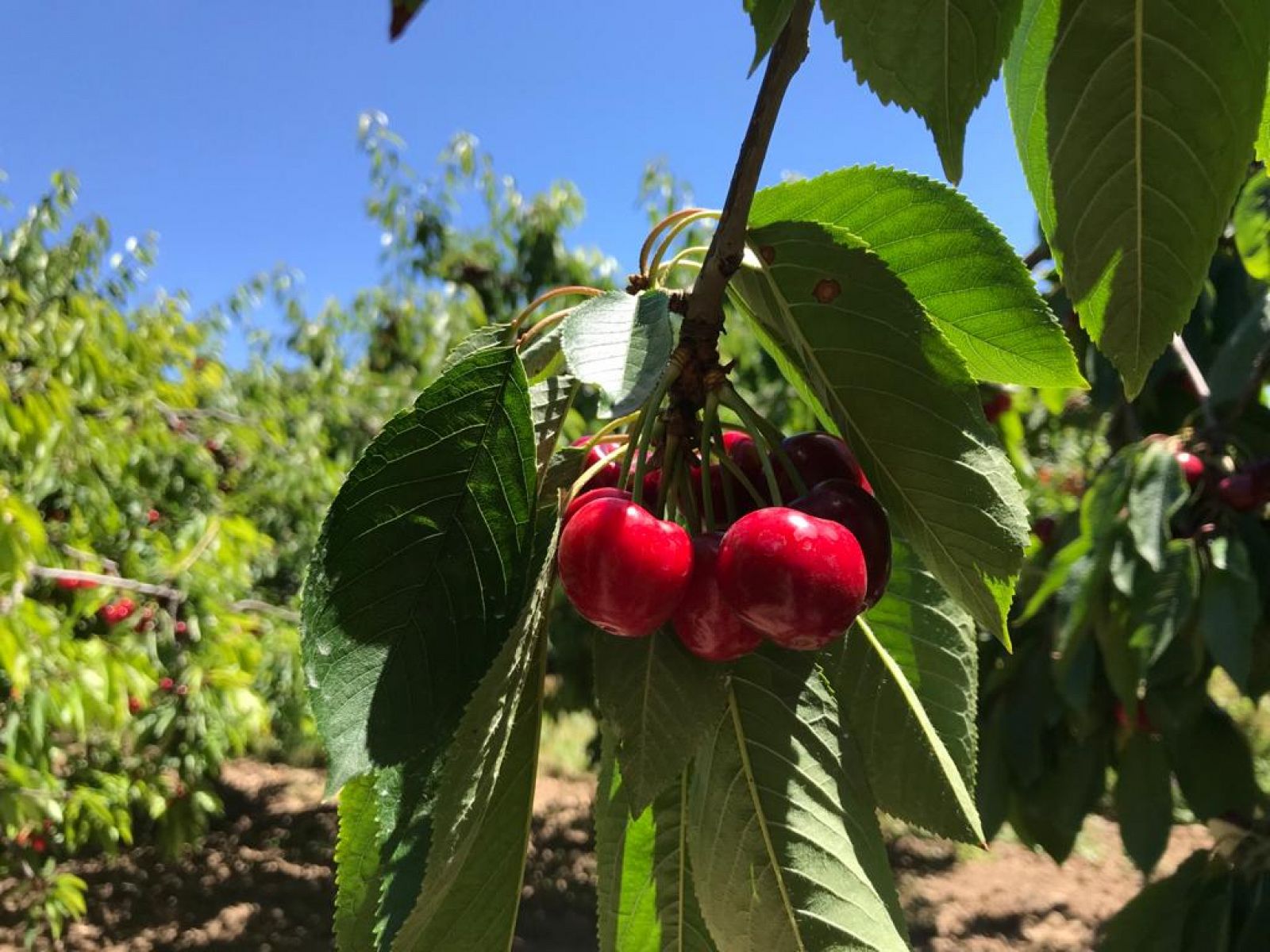 Tiempo de recogida de cerezas en el Valle de Caderechas