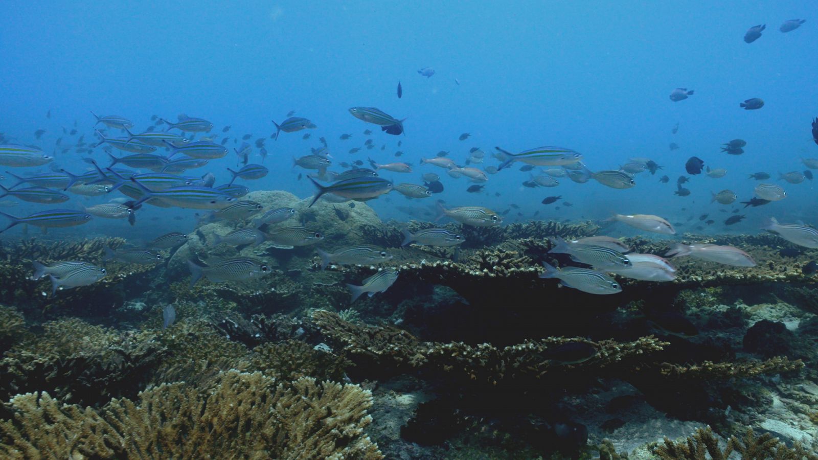 El Mar Arábigo - Los carnívoros del arrecife de coral - Documental en RTVE