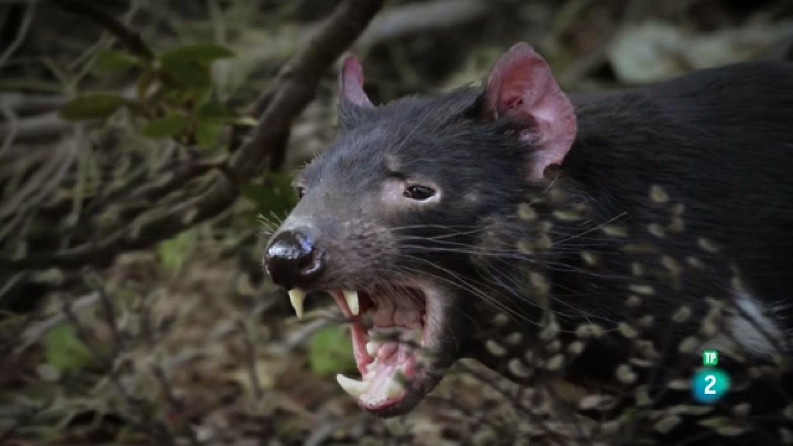 Grans Documentals - La carrera de la vida: guerrers de la natura - Veure Ara
