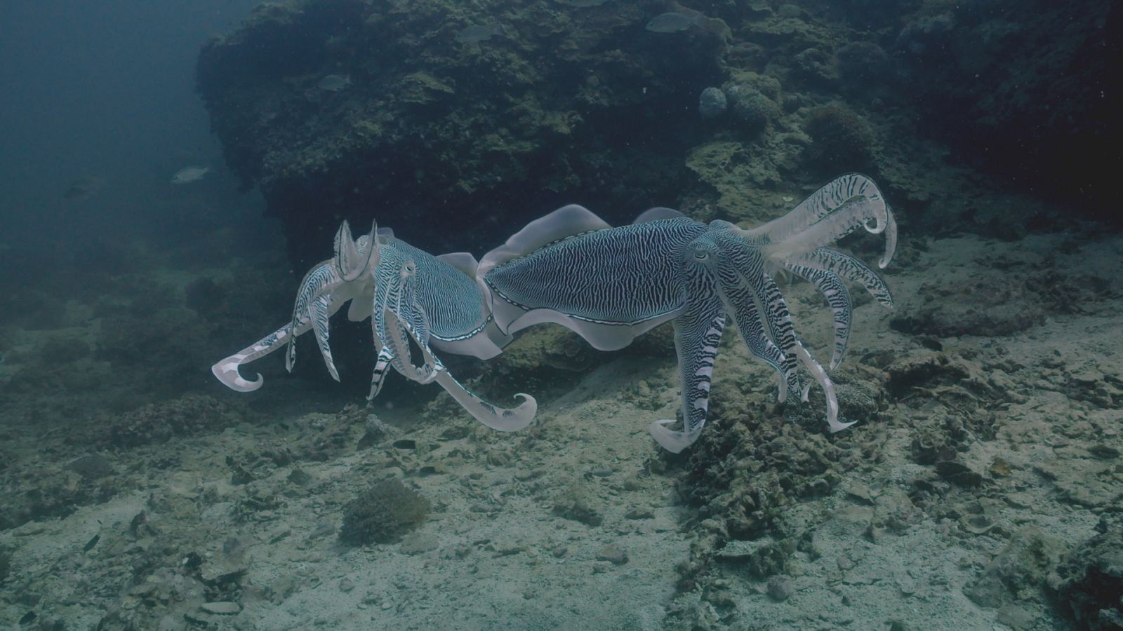 El Mar Arábigo - Los magos del arrecife  - ver ahora