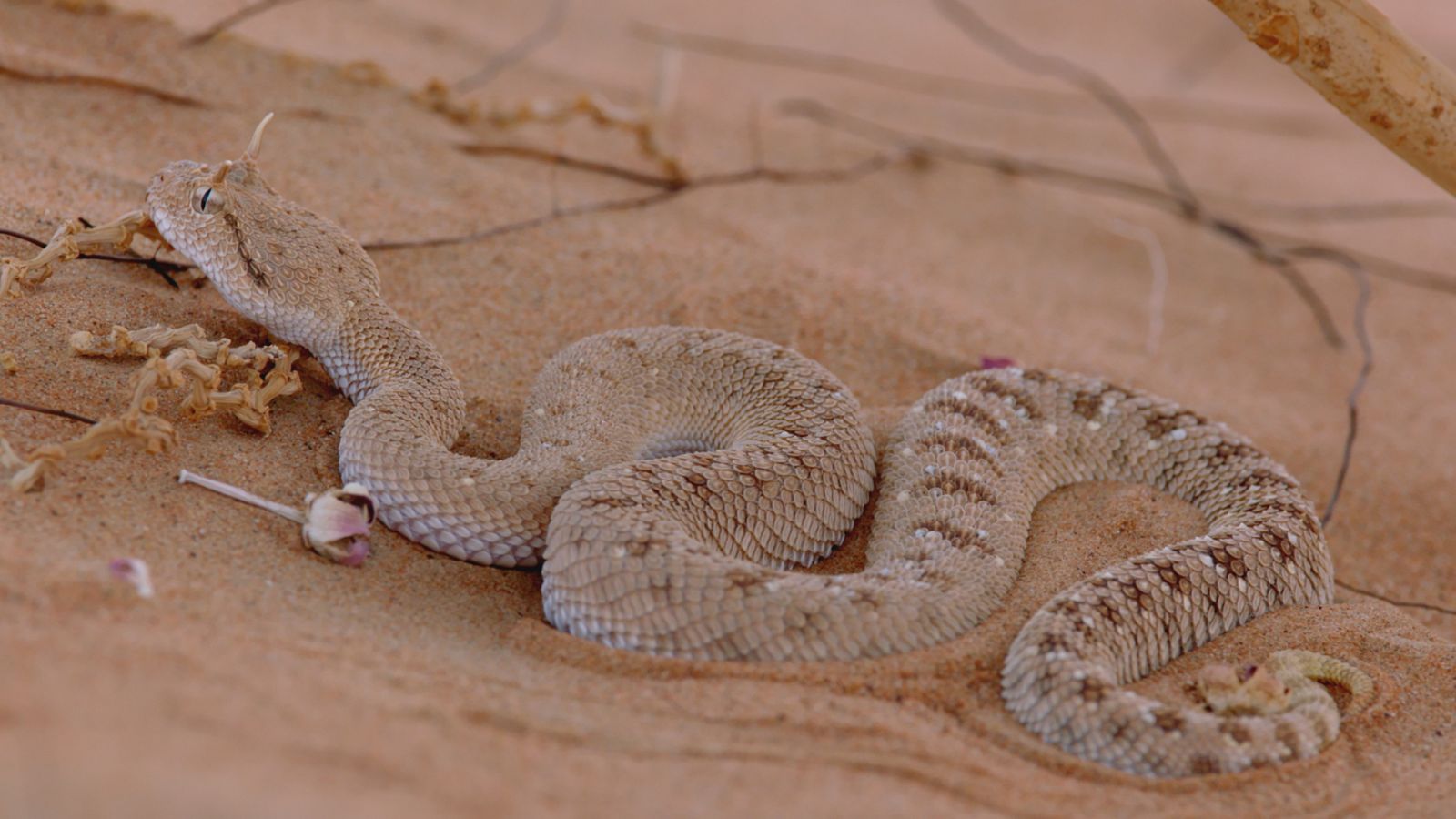 El Mar Arábigo - Festín en las islas - ver ahora