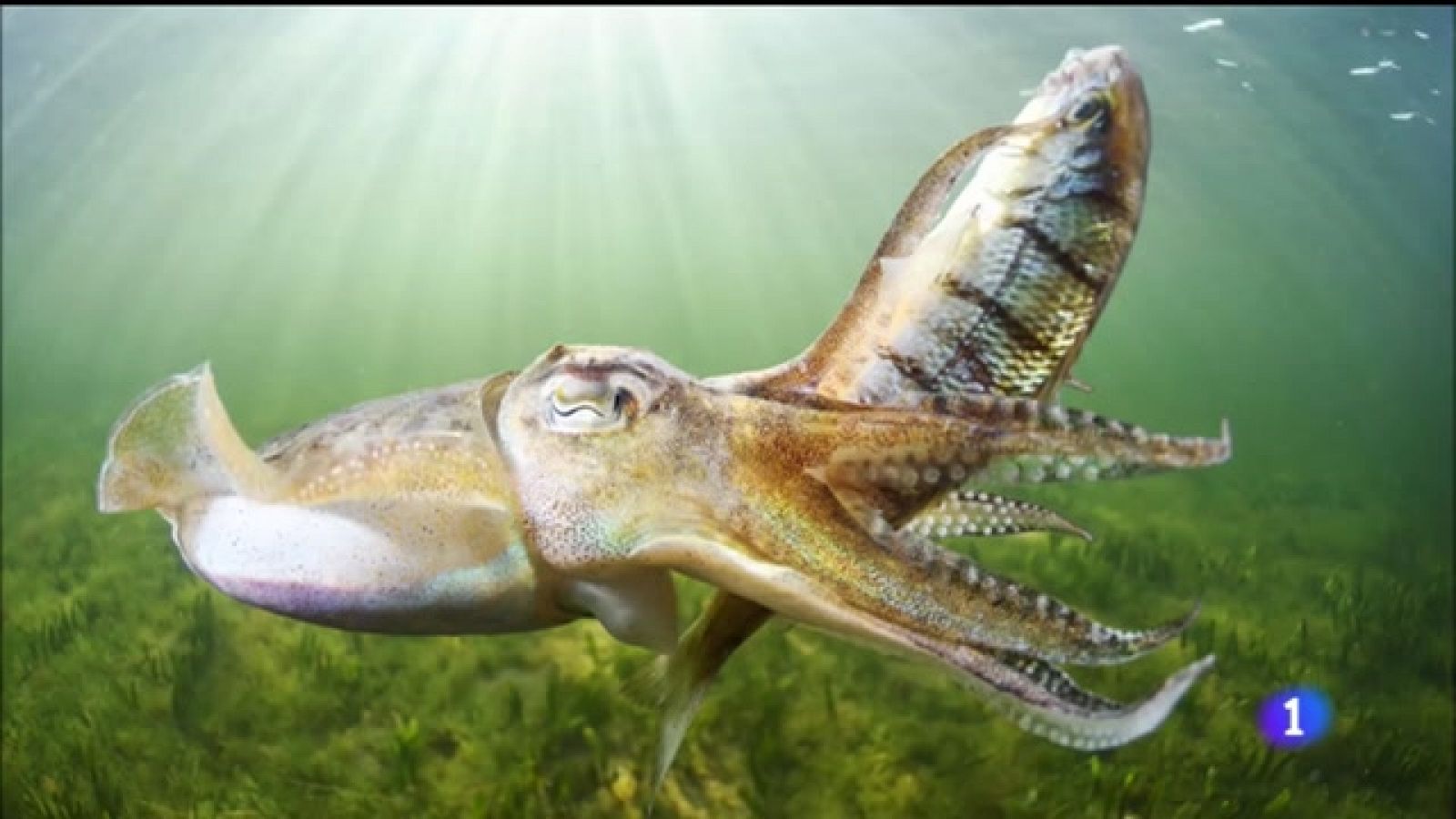 La Guía recoge hasta 140 especies que viven en aguas del Mar Menor