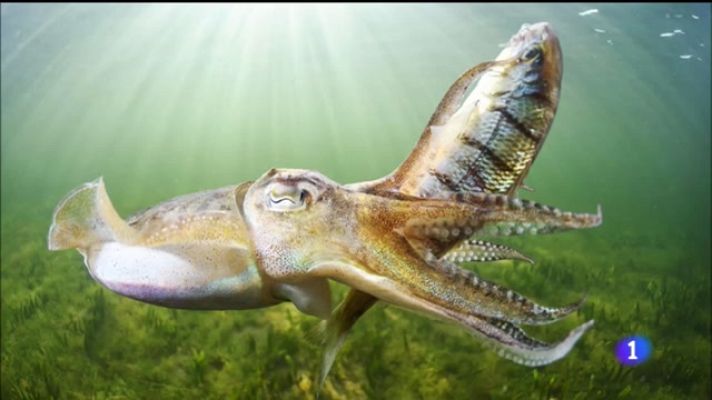 Noticias Murcia - Guía de flora y fauna marina del Mar Menor