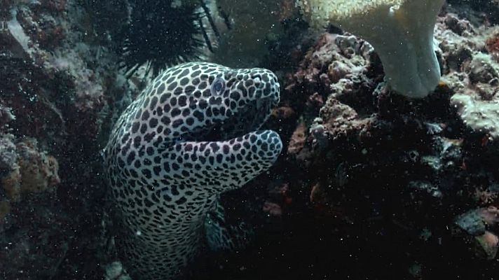 El mar Arábigo - Los defensores del arrecife