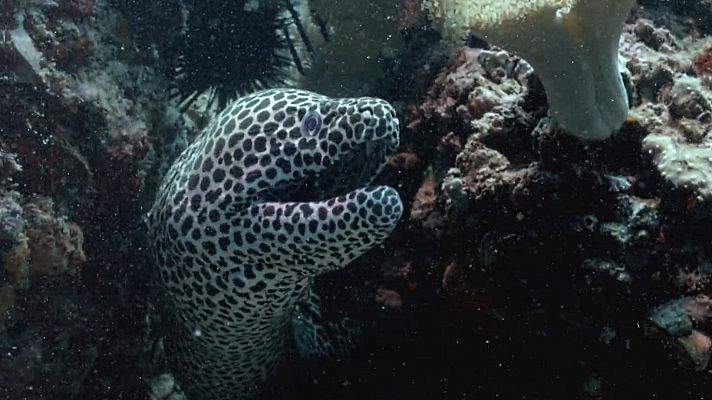 El mar Arábigo - Los defensores del arrecife