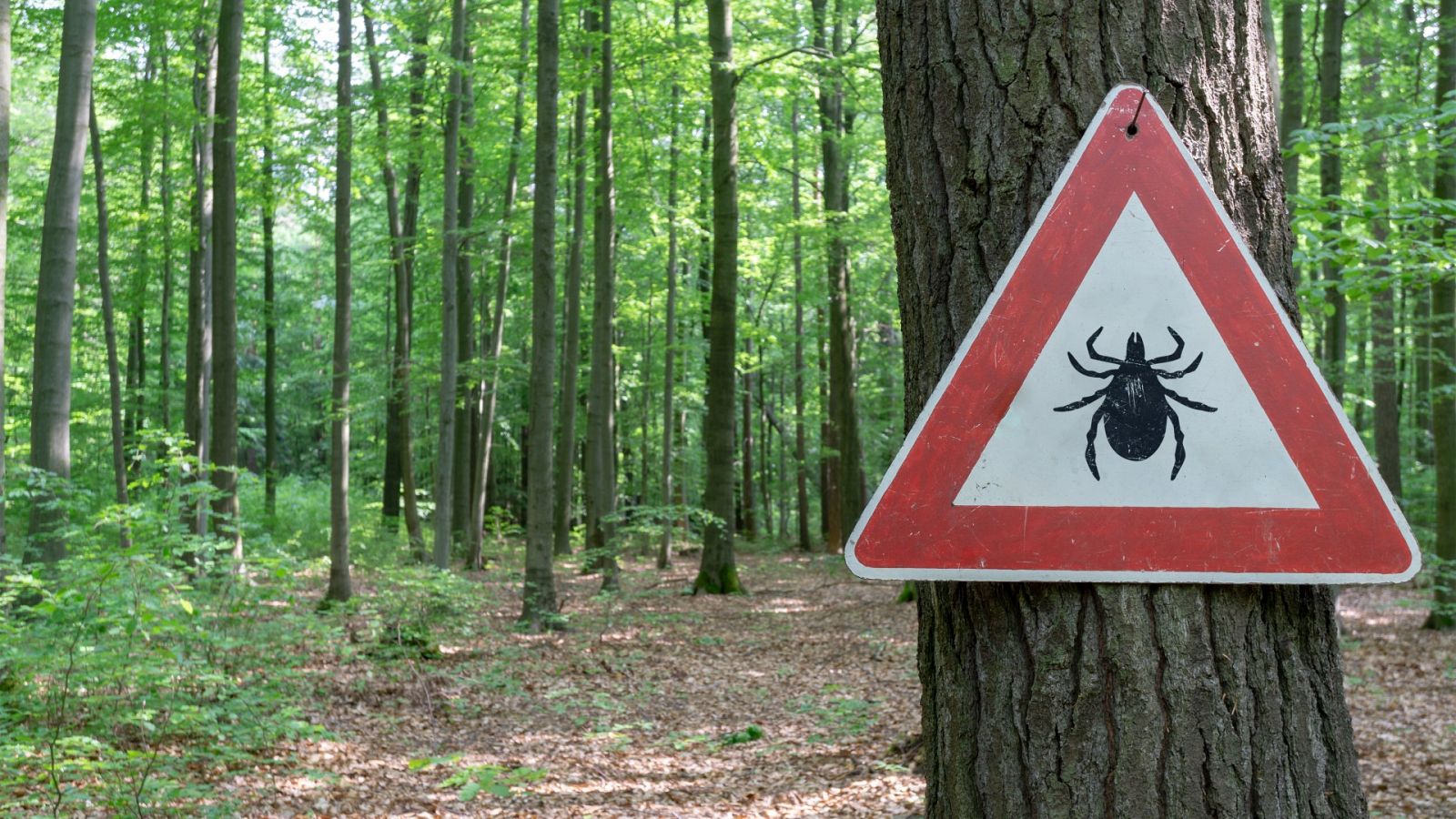 Aumenta el riesgo por picadura de garrapatas en España