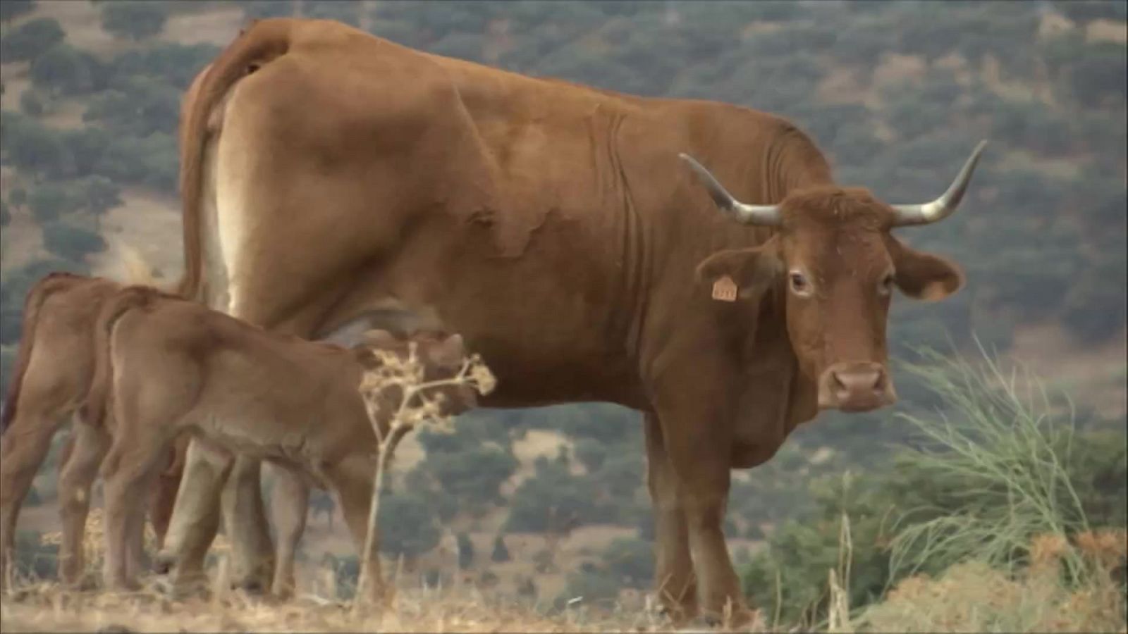 Agrosfera - 10/07/21 - ver ahora
