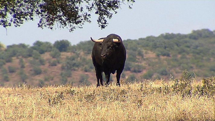 Tendido cero - Tendido cero - 10/07/21