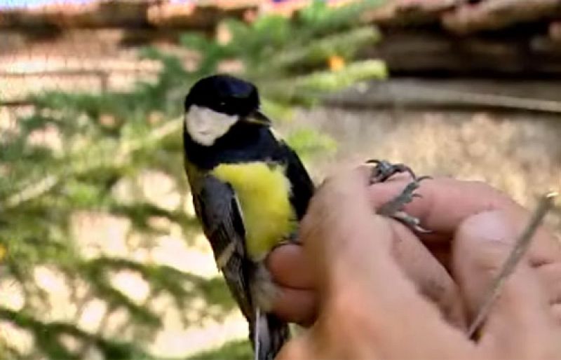 España celebra el Día de las Aves