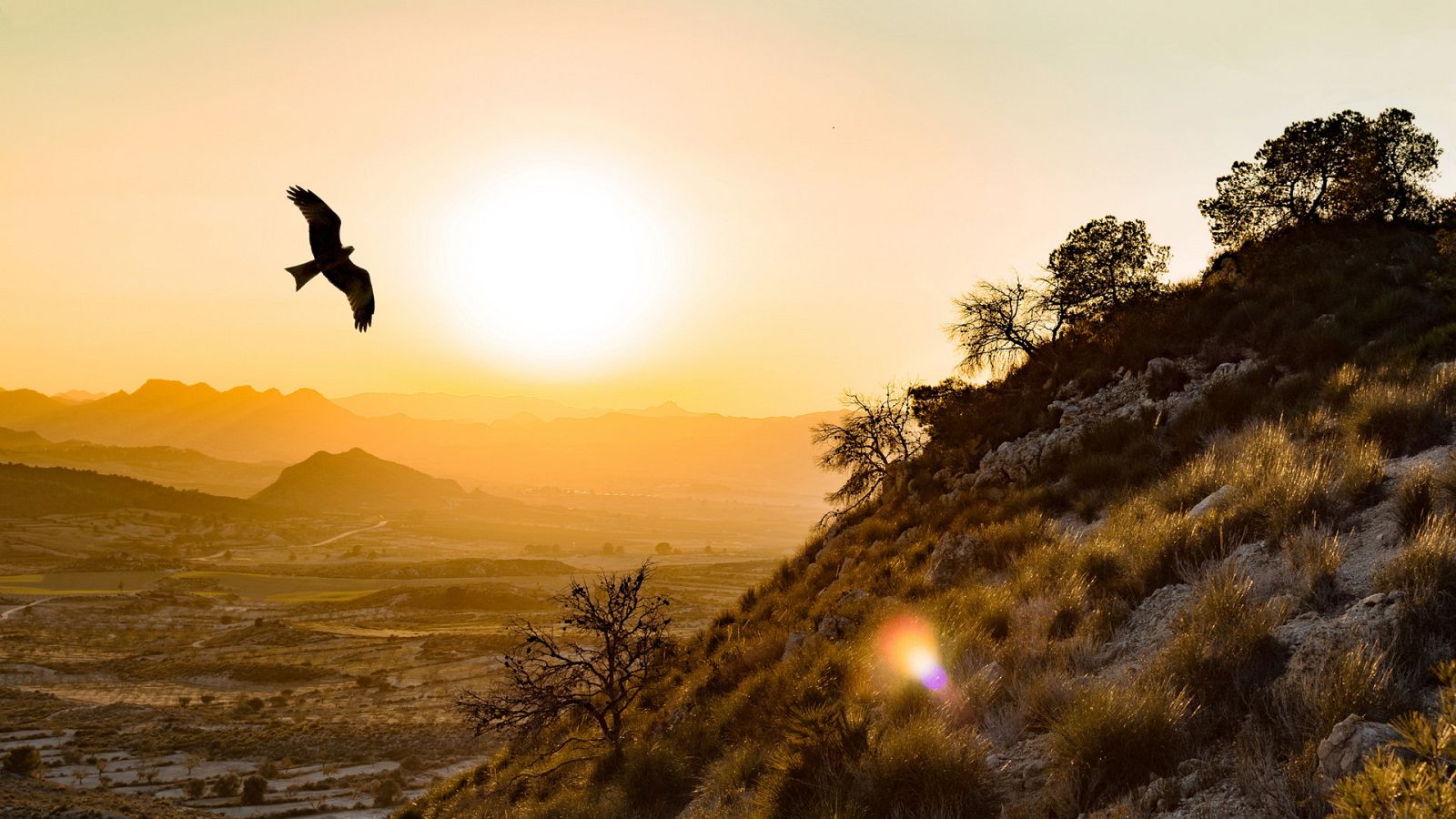 El bosque protector - El águila imperial - ver ahora