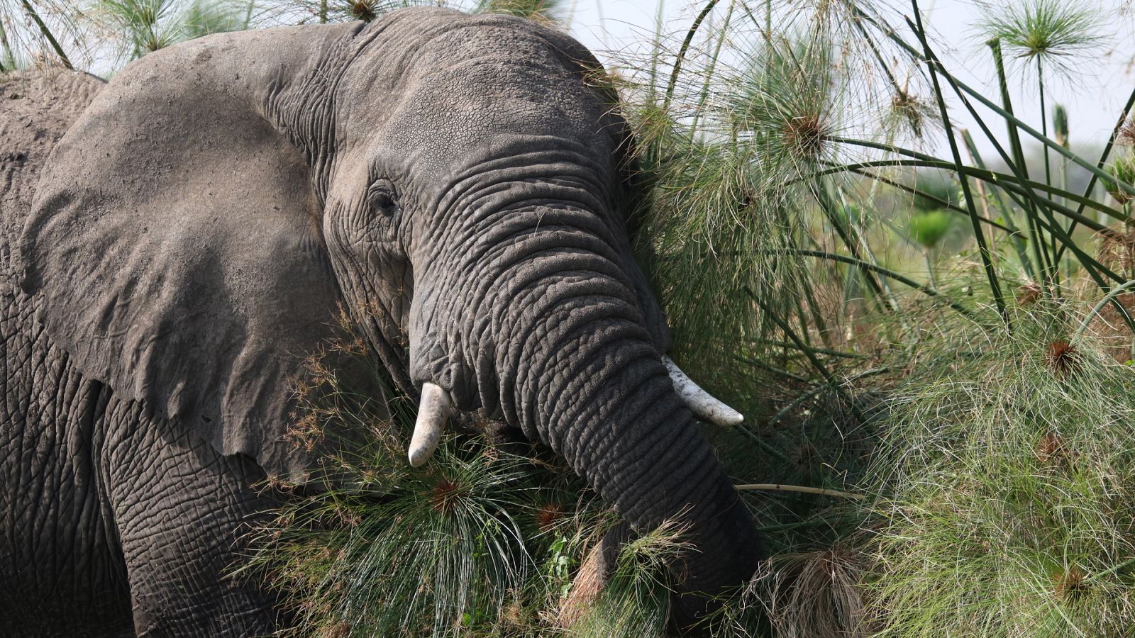 Grandes ríos de la tierra - Episodio 2: El Nilo - Ver ahora