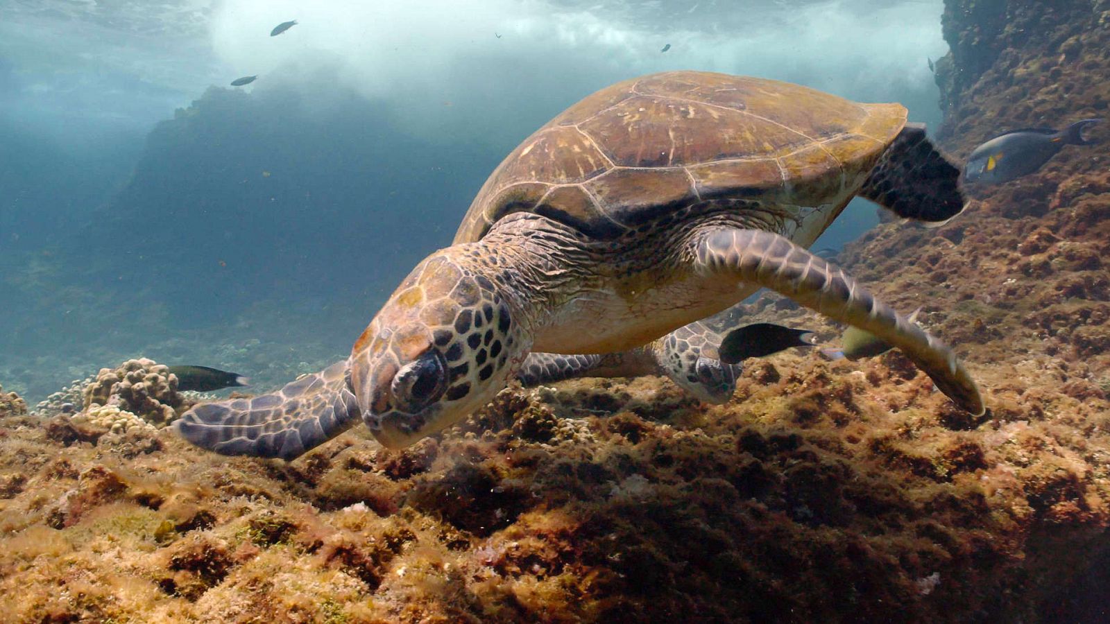El mar Arábigo - El legado de una tortuga - Documental en RTVE