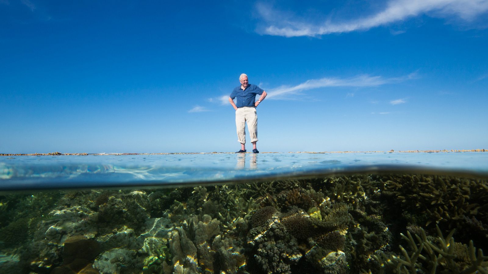 La gran barrera de coral - Supervivencia - Documental en RTVE
