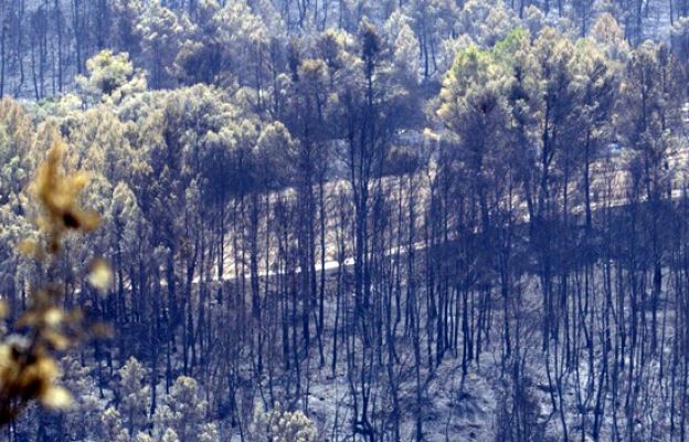 Terra Verda - Del gris al verd