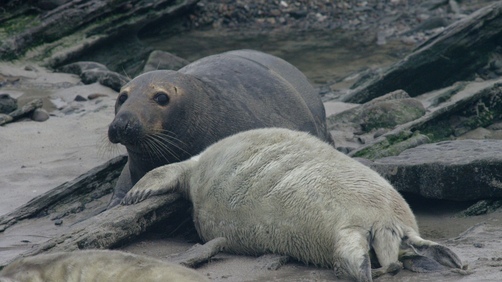 Somos documentales - Focas grises. Un viaje de supervivencia - ver ahora