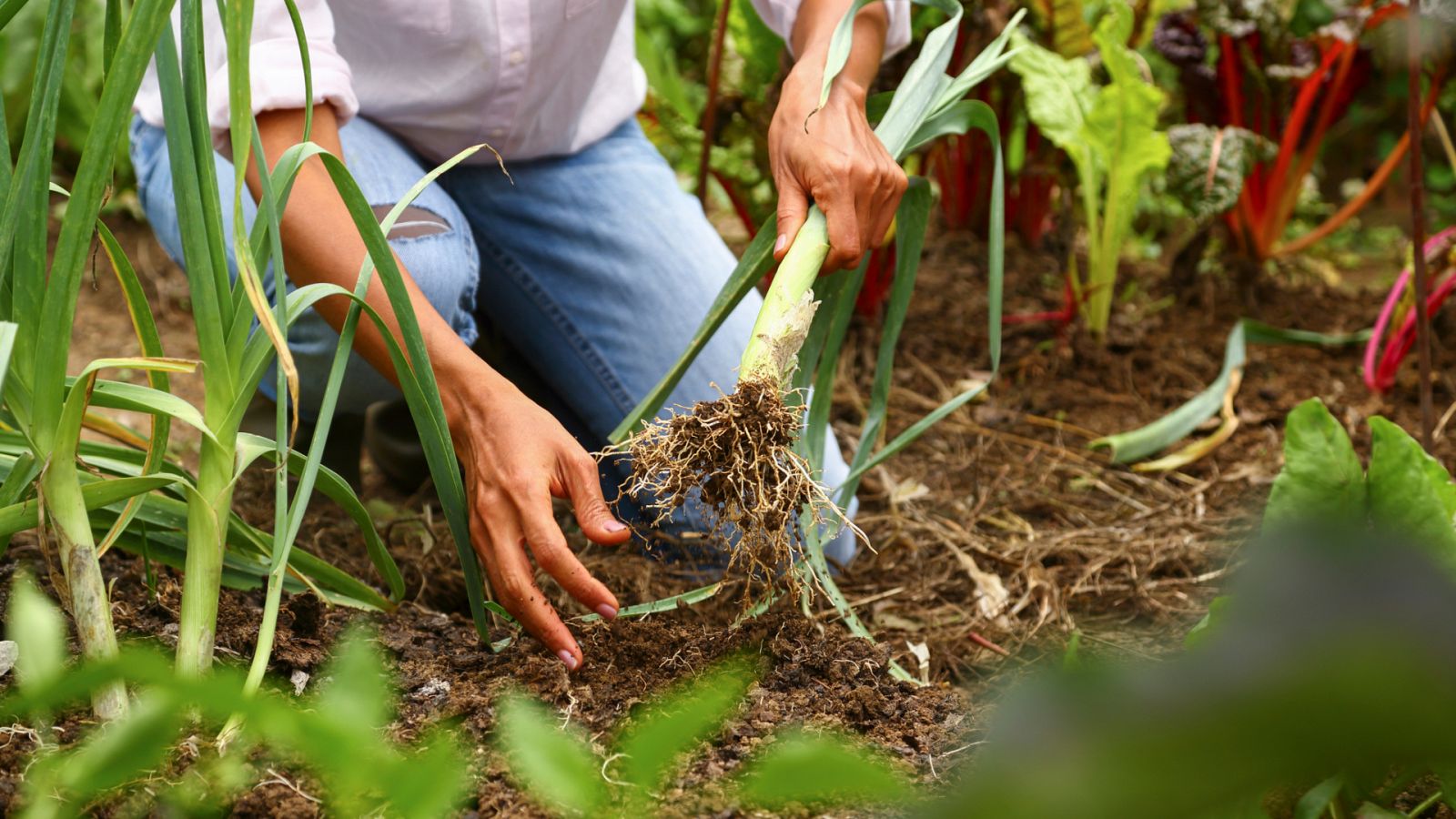 Diferencias entre una granja agroecológica y una huerta ecológica