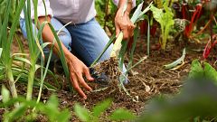 Aquí la Tierra - ¿Qué diferencias existen entre una granja agroecológica y una huerta ecológica?