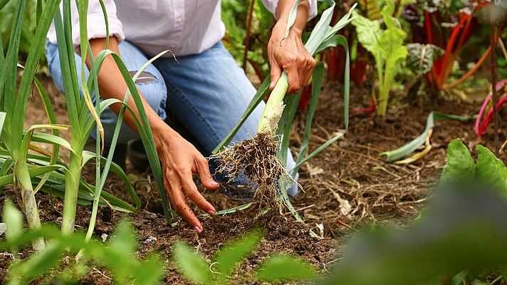 Diferencias entre lo agroecológico y lo ecológico