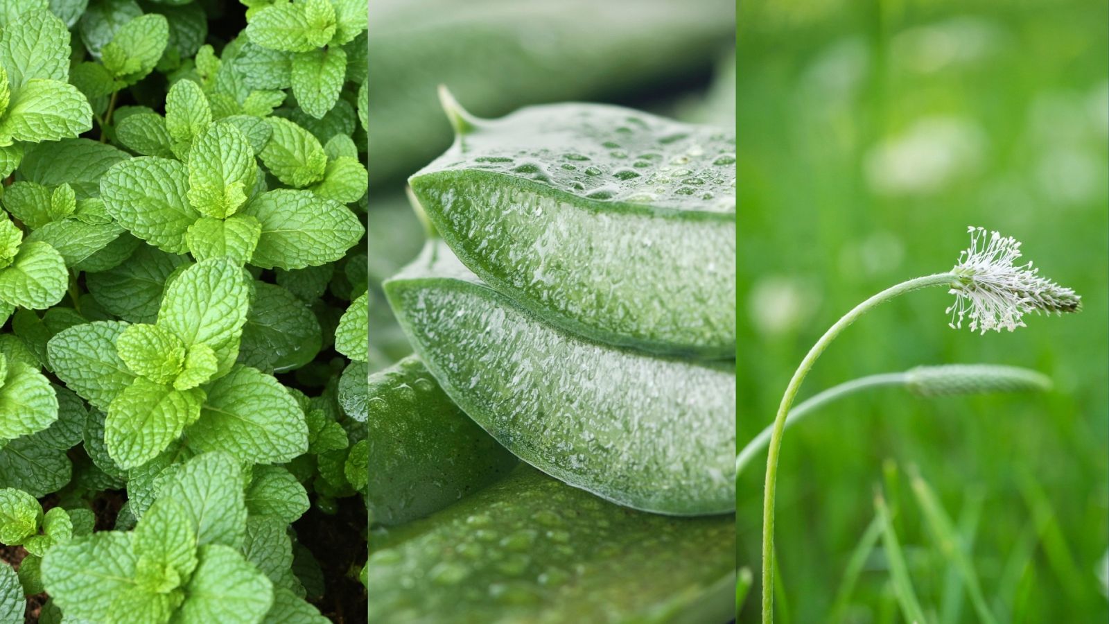 Aquí la Tierra - Juan Plantas nos trae la flora indicada para recuperar nuestra piel ante agentes externos