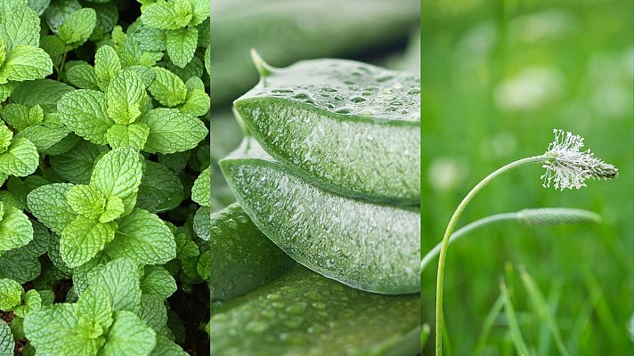 Aquí la Tierra - Juan Plantas trae la flora indicada para recuperar la piel