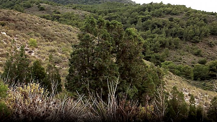 Tetraclinis: los últimos ejemplares