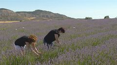 Expansión de la lavanda
