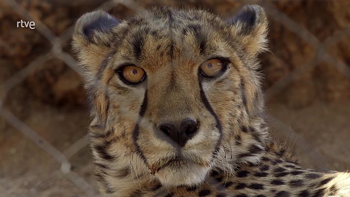 Ruta África:Del parque de Ethosa a Cheetah Conservation Fund