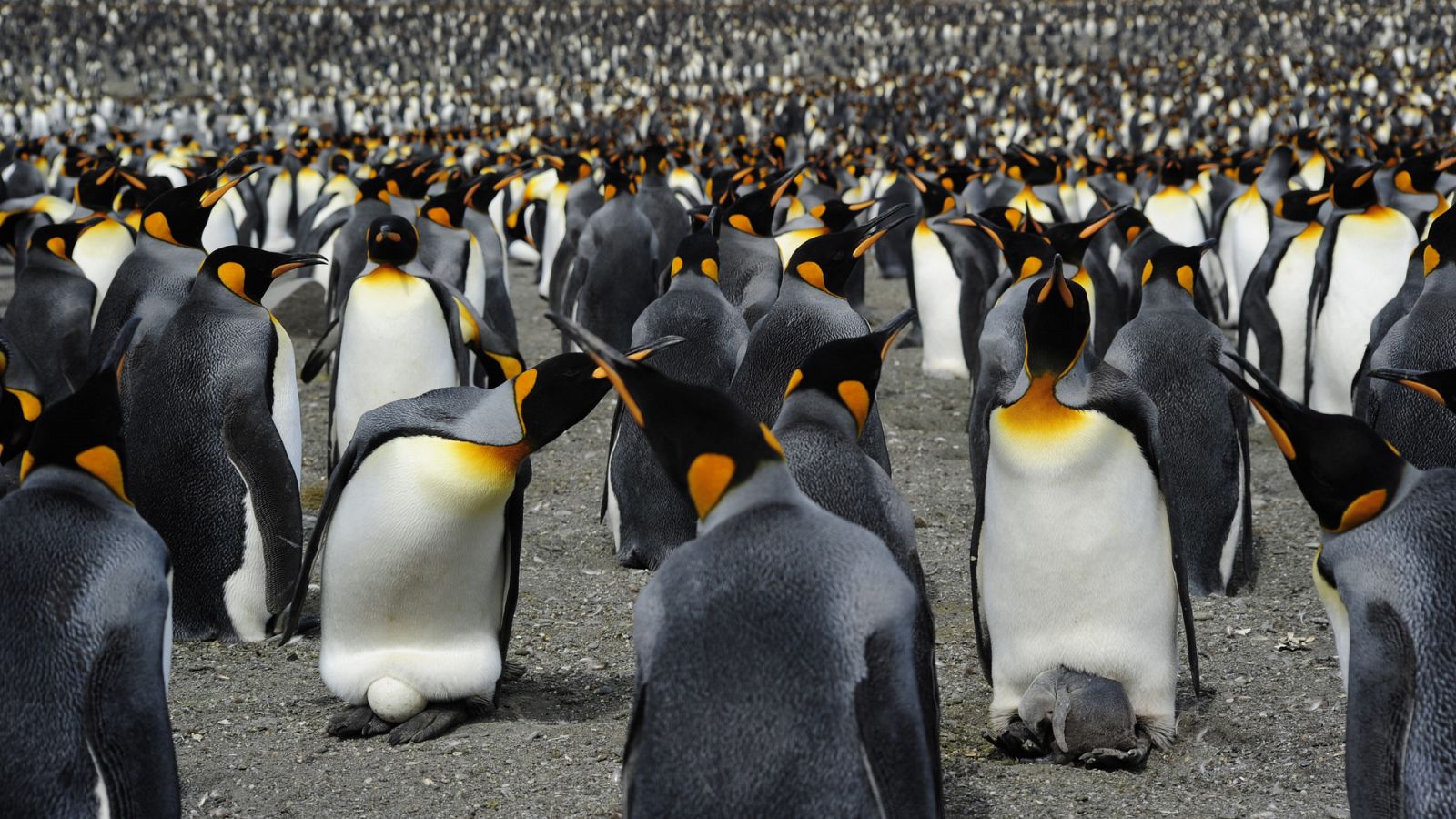Somos documentales - El pingüino rey - Documental en RTVE